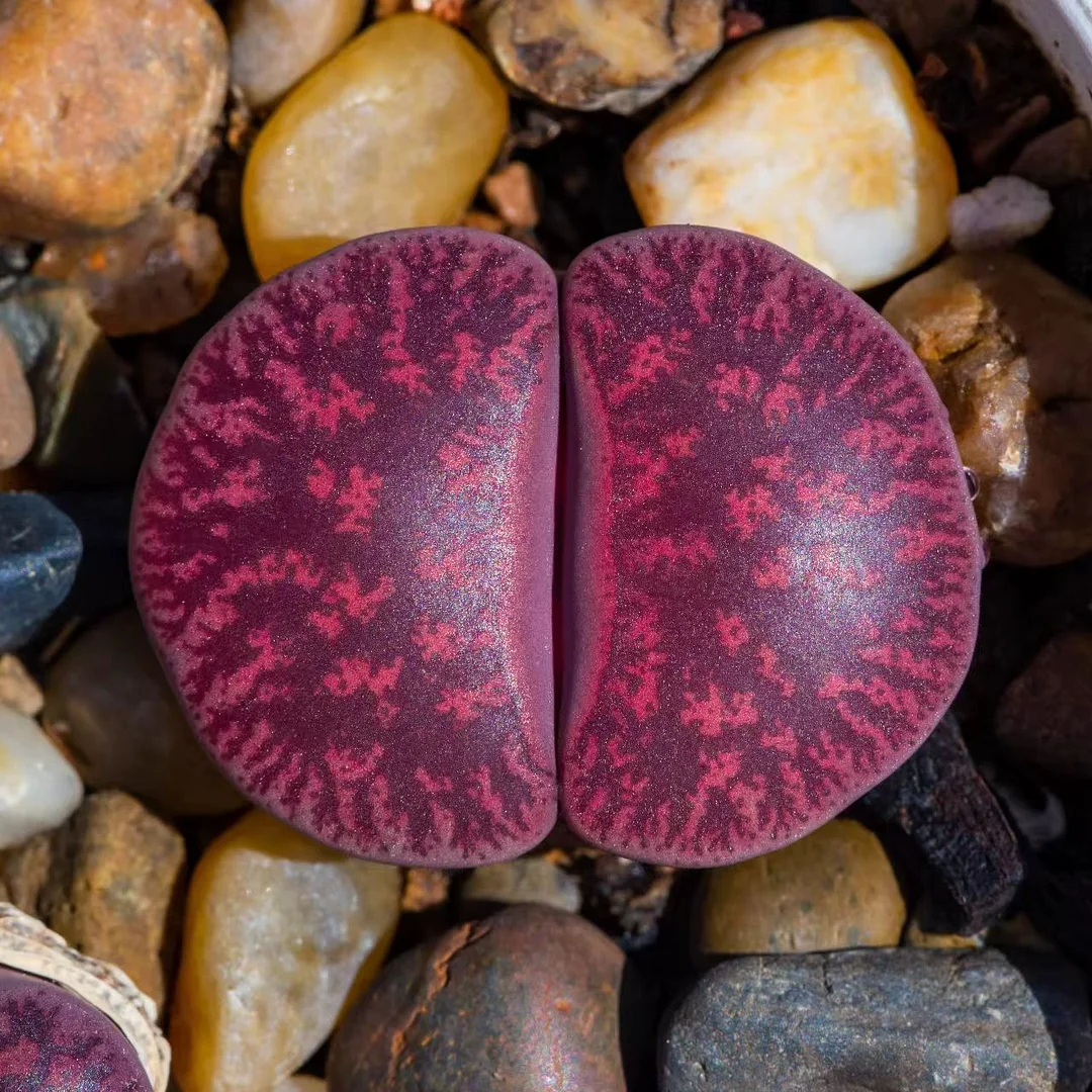 1082. Fred's Redhead 1-1.3cm / Lithops and Conophytum  /  Succulent plants / Garden landscape / Carefully select healthy plants