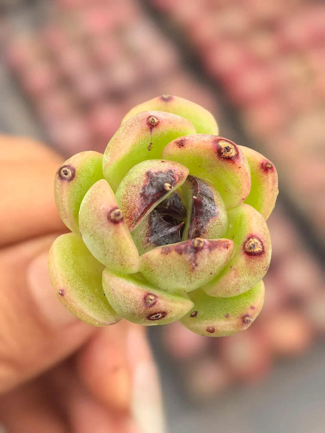 plant Aeonium Echeveria Haworthia  Caudex  Lithops Cactus  Agave 