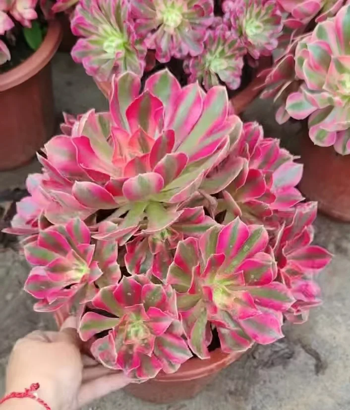 plant Aeonium Echeveria Haworthia  Caudex  Lithops Cactus  Agave 