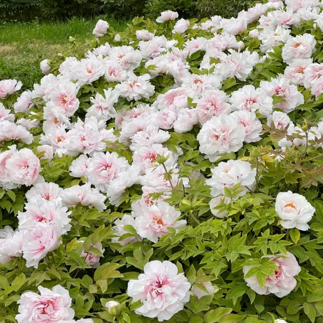 🌺PEONY FLOWER SEEDS