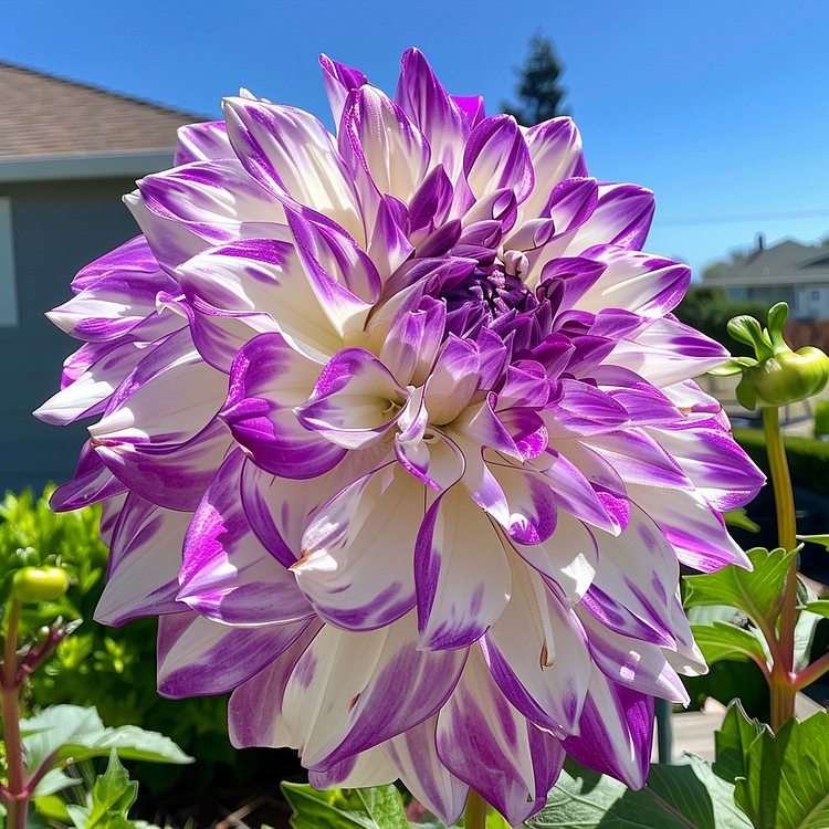 Sir Alf Ramsey Dahlia
