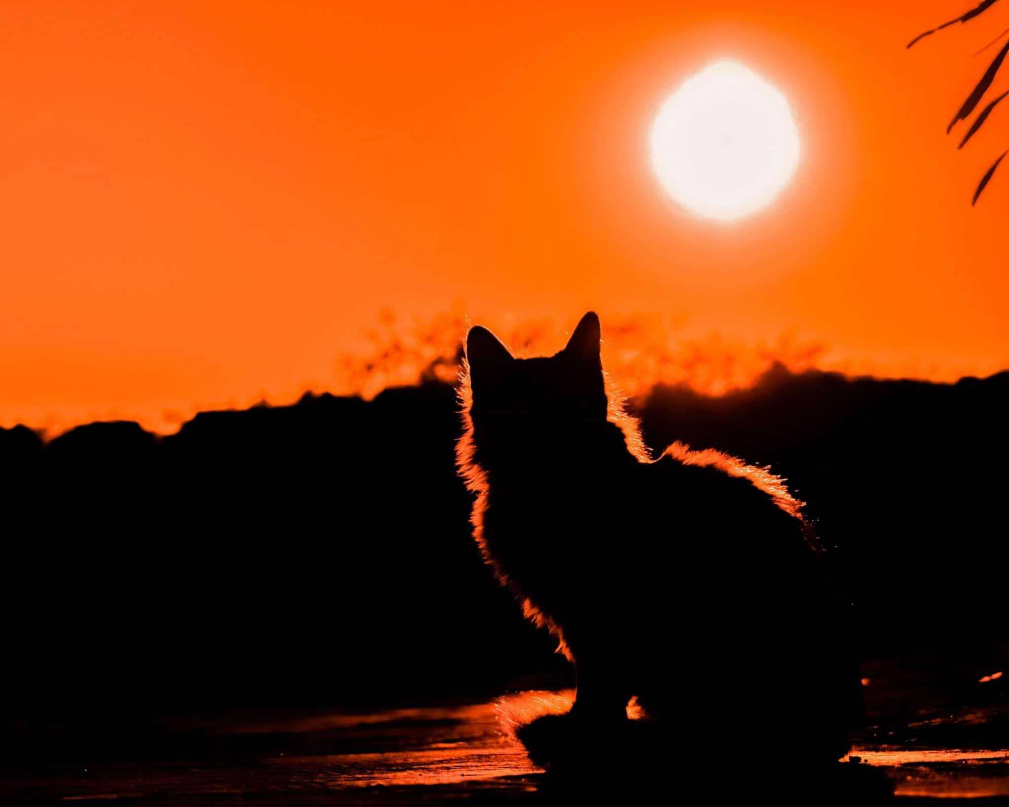 

Cat on Sunset – Paint By Numbers - 40*50CM, 501 Original