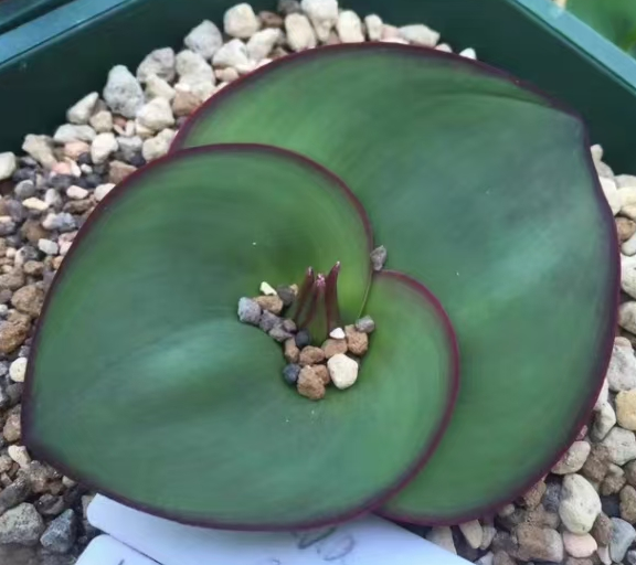 plant Aeonium Echeveria Haworthia  Caudex  Lithops Cactus  Agave 