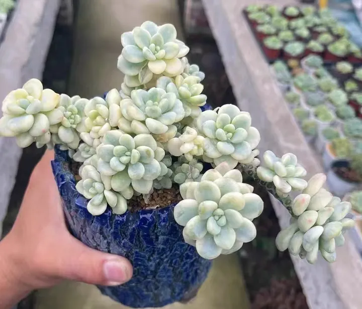 plant Aeonium Echeveria Haworthia  Caudex  Lithops Cactus  Agave 