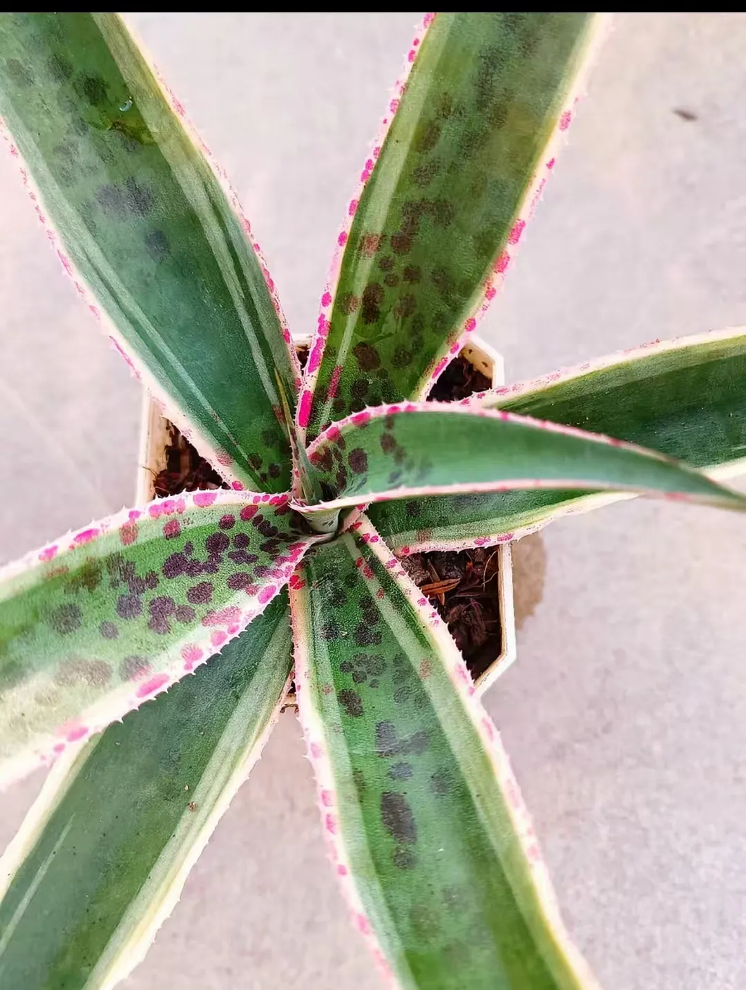 plant Aeonium Echeveria Haworthia  Caudex  Lithops Cactus  Agave 