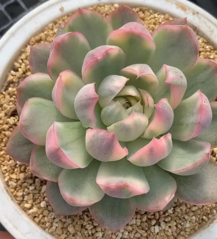 plant Aeonium Echeveria Haworthia  Caudex  Lithops Cactus  Agave 