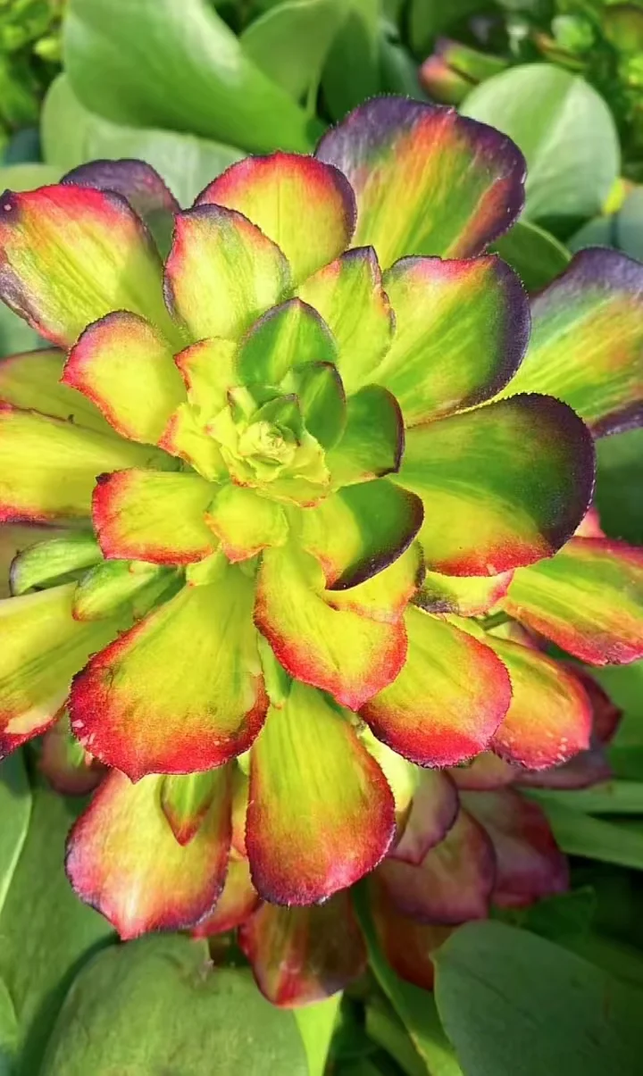 plant Aeonium Echeveria Haworthia  Caudex  Lithops Cactus  Agave 