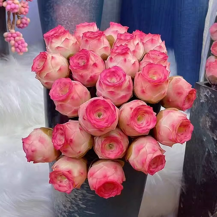 🌹Mountain Rose
