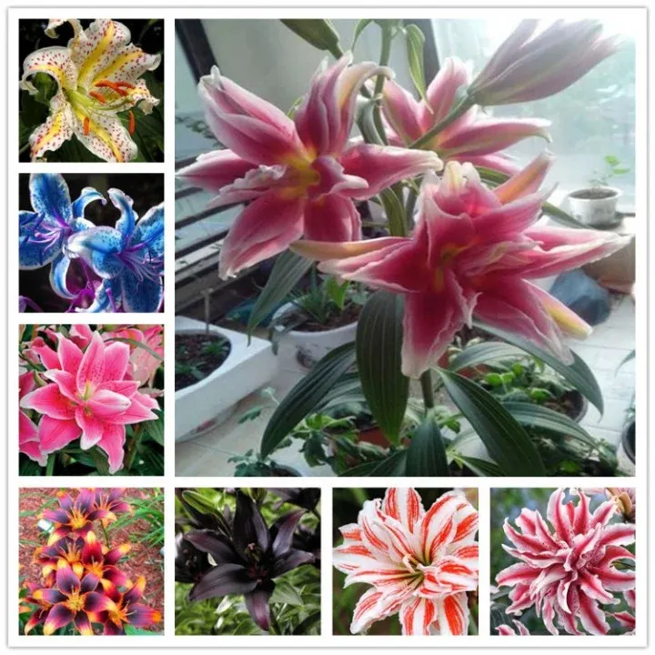 Perfume Liliy Seeds Flower Garden Plant