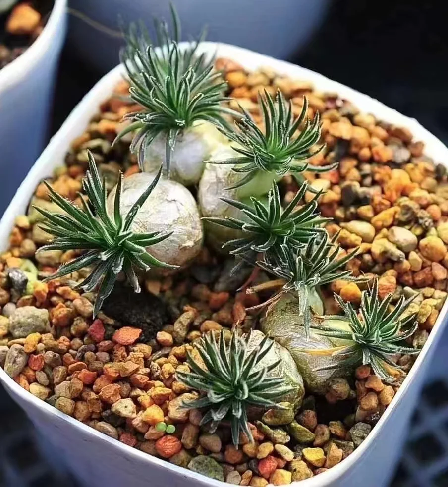 795.  Ornithogalum sardienii  1-1.2cm / Caudex  / Succulent plants / Garden landscape / Carefully select healthy plants