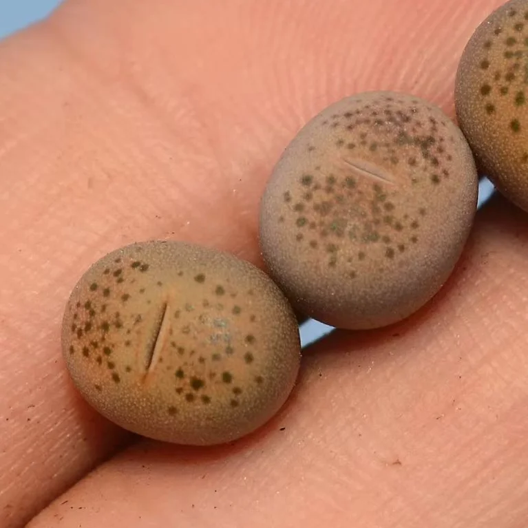 plant Aeonium Echeveria Haworthia  Caudex  Lithops Cactus  Agave 