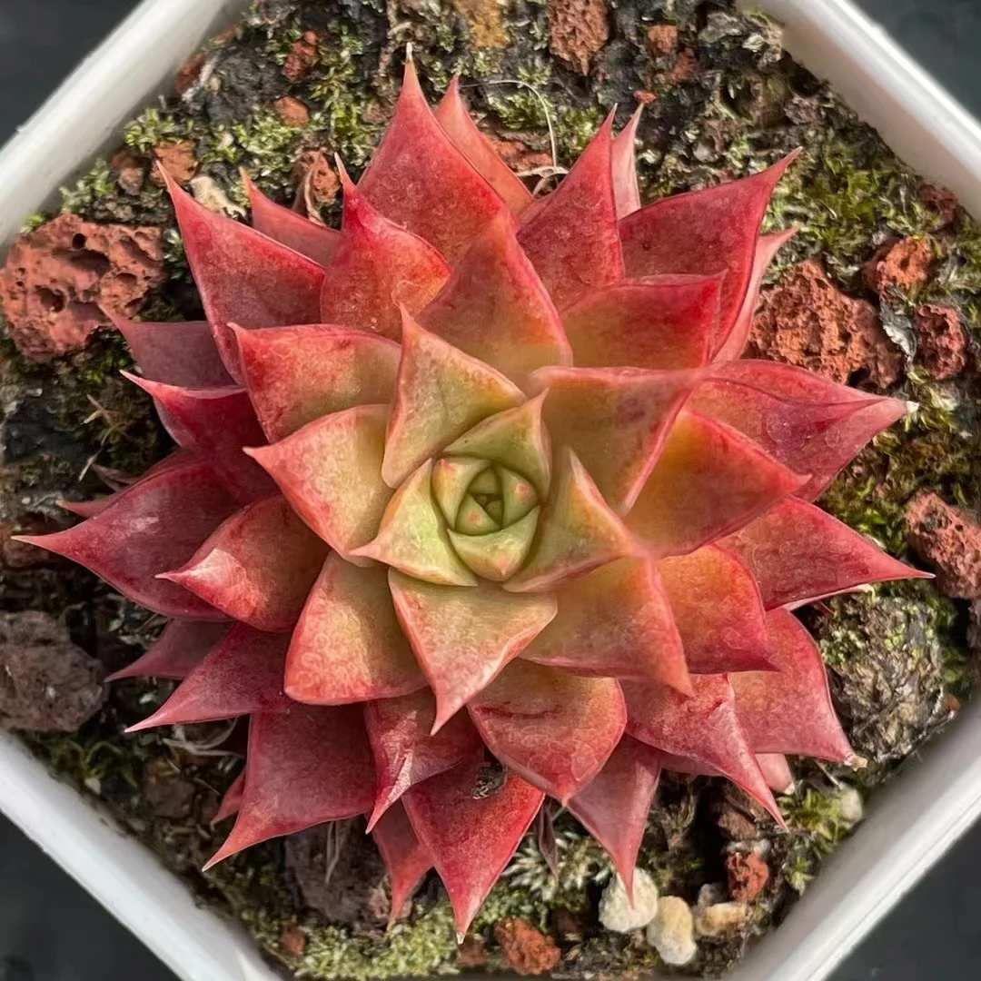 plant Aeonium Echeveria Haworthia  Caudex  Lithops Cactus  Agave 