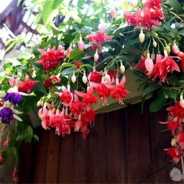 Fuchsia Hybrida Voss Seeds The fairy flower Fuchsia Hybrida Voss Seeds The fairy flower