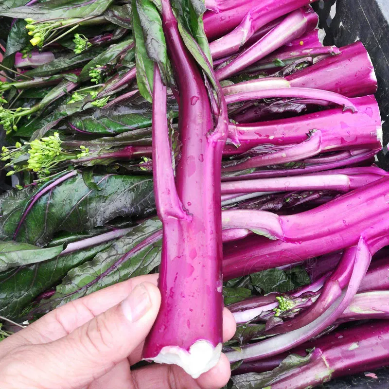 Beetroot Under The Snow Seeds