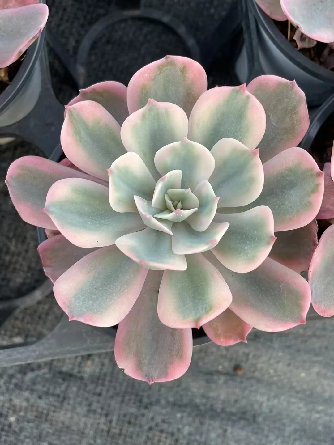 plant Aeonium Echeveria Haworthia  Caudex  Lithops Cactus  Agave 