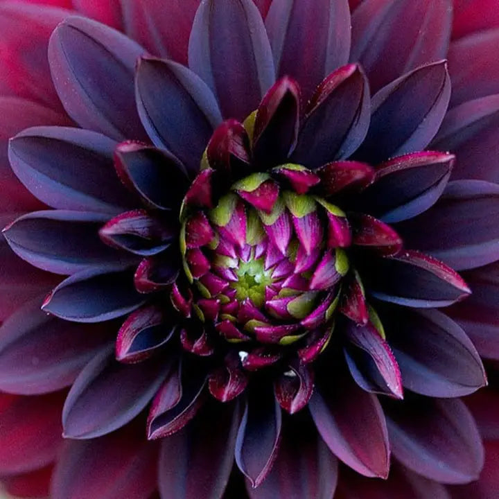 Black Dahlia Flower Seeds