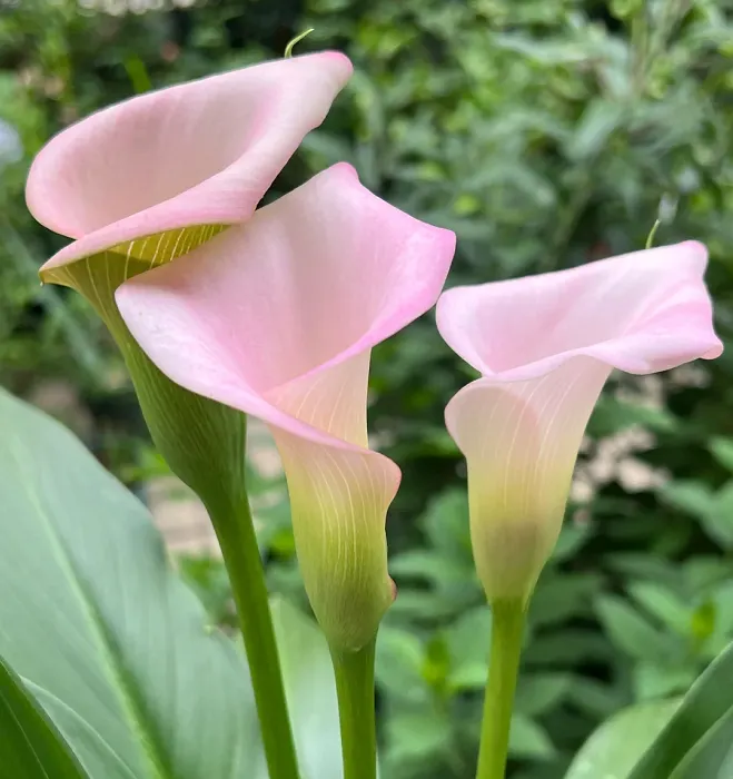 Calla Lily Bulbs – The Magical Bloom That Never Fails