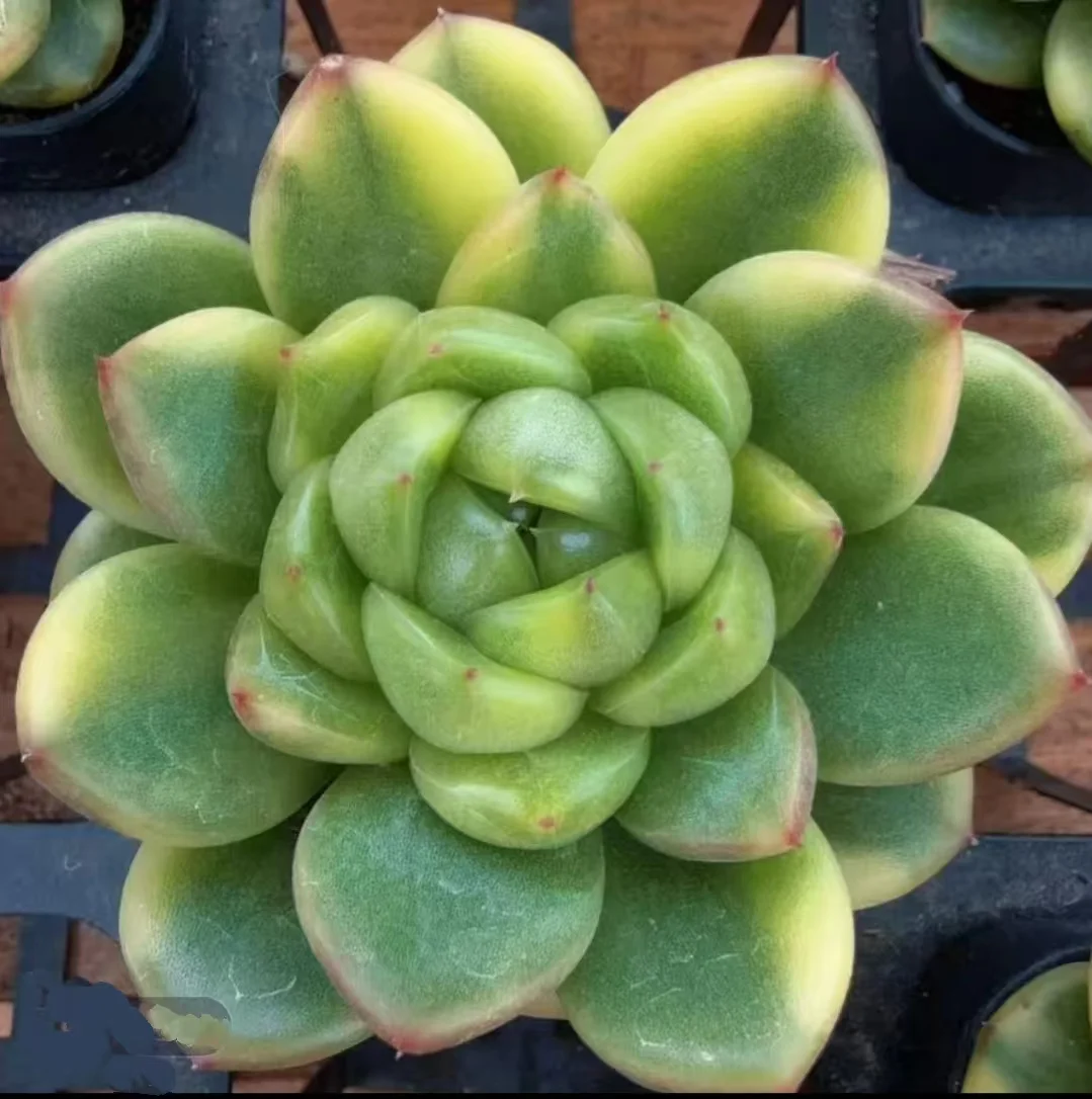 plant Aeonium Echeveria Haworthia  Caudex  Lithops Cactus  Agave 