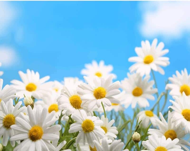 

Oxeye Daisy Plant – Paint By Numbers - 40*50CM, 501 Original