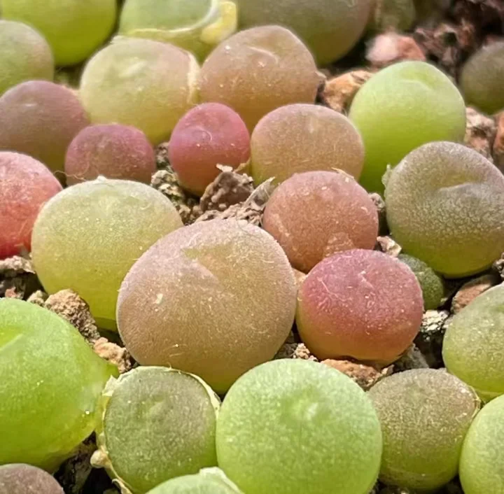 plant Aeonium Echeveria Haworthia  Caudex  Lithops Cactus  Agave 