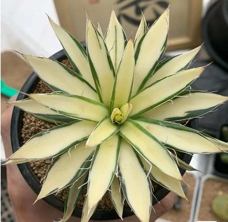 plant Aeonium Echeveria Haworthia  Caudex  Lithops Cactus  Agave 