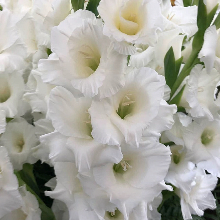 Gladiolus Flower Bulbs