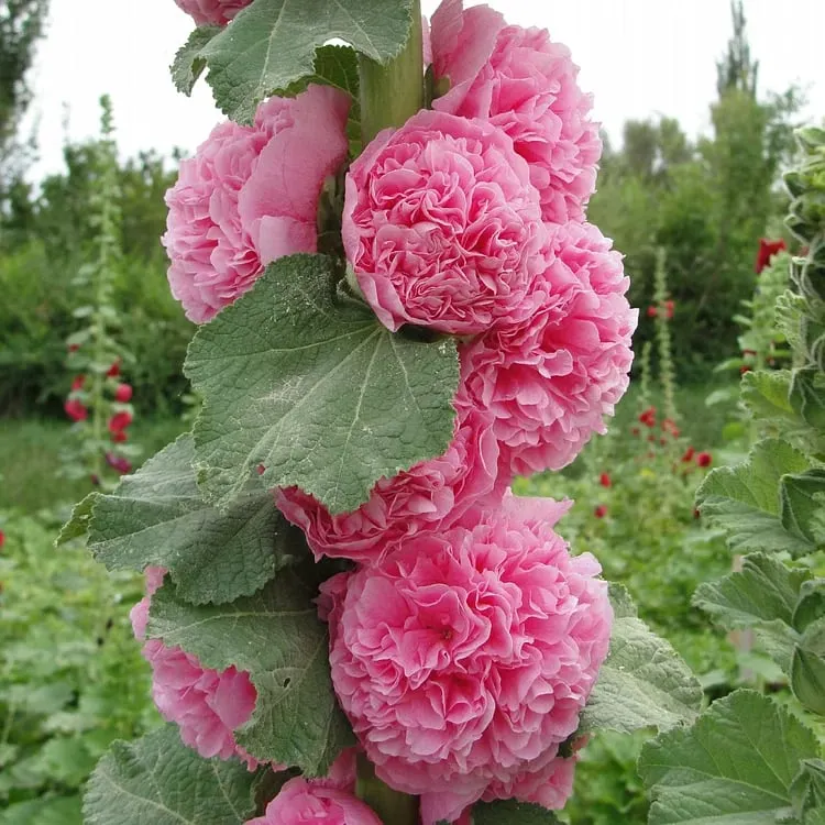 🏆 50K+ SOLD!🌺Double Hollyhock Seeds – Fall & Winter Planting, Perennial Blooms & Stunning Garden Elegance 🍂