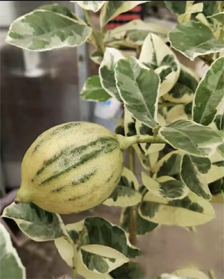 Variegated Lemon Seeds
