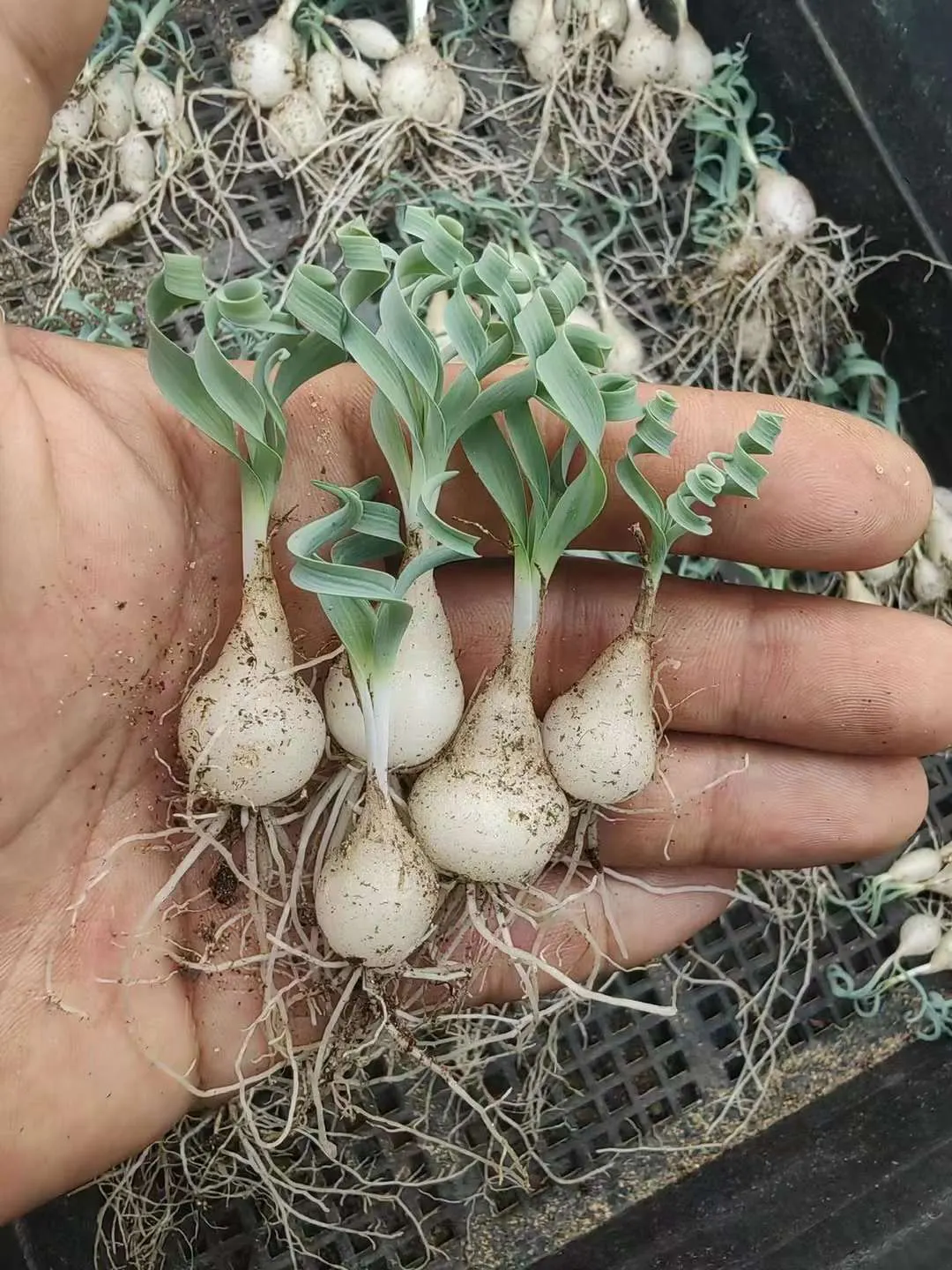 plant Aeonium Echeveria Haworthia  Caudex  Lithops Cactus  Agave 