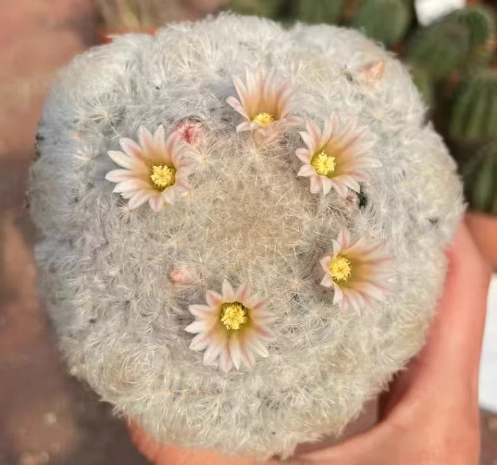 plant Aeonium Echeveria Haworthia  Caudex  Lithops Cactus  Agave 