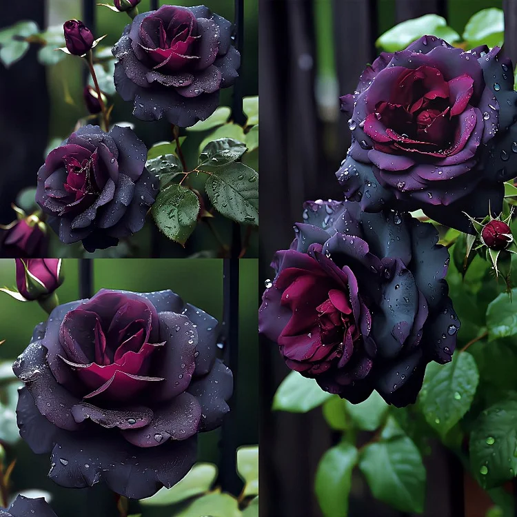 Black Baccara Rose Seeds