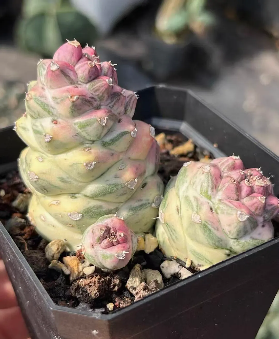 plant Aeonium Echeveria Haworthia  Caudex  Lithops Cactus  Agave 