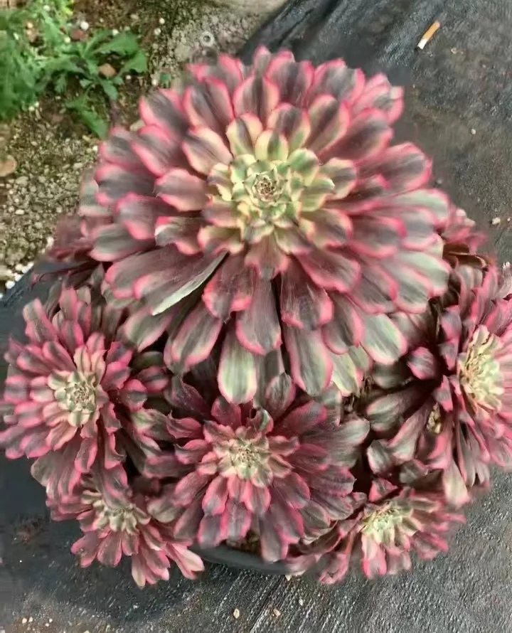 56.  Ink painting cluster 15-18cm 8 heads / Aeonium cluster/ Succulent plants / Garden landscape / Carefully select healthy plants