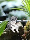 Fishing Cat Ornament Mini Cat Figurine Home Car Interior Decoration (7Pcs)