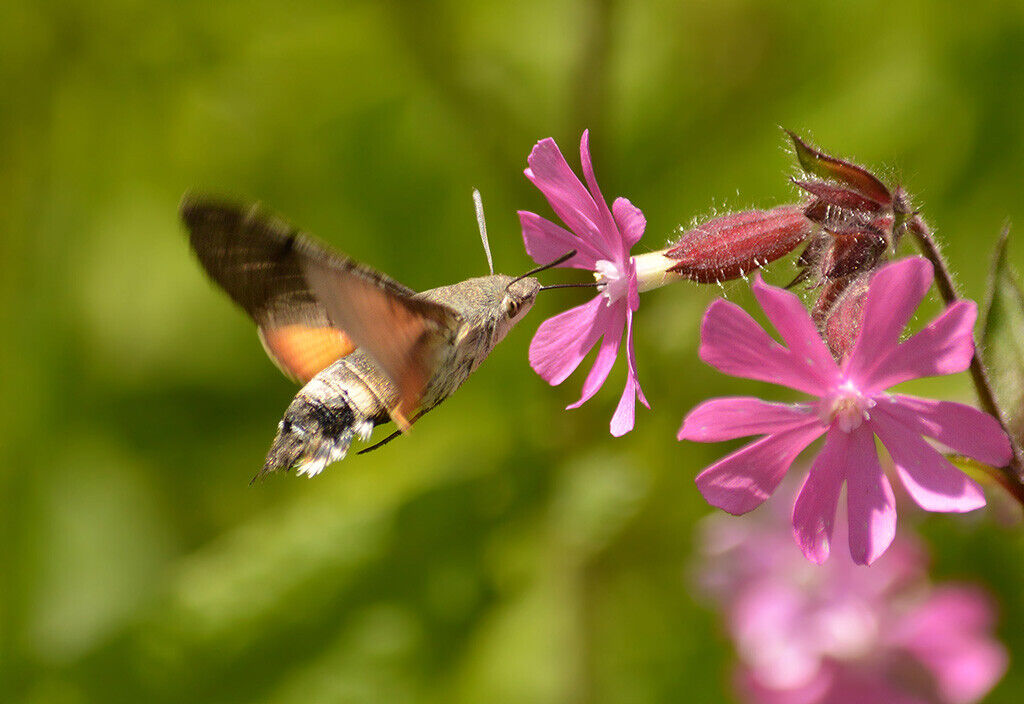 Hummingbird Hawk Moth Wildlife 12x8 inch print picture