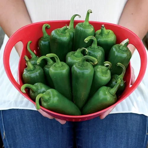 Park's Whopper Jalapeño Pepper Seeds (P) Opakowanie 50 nasion