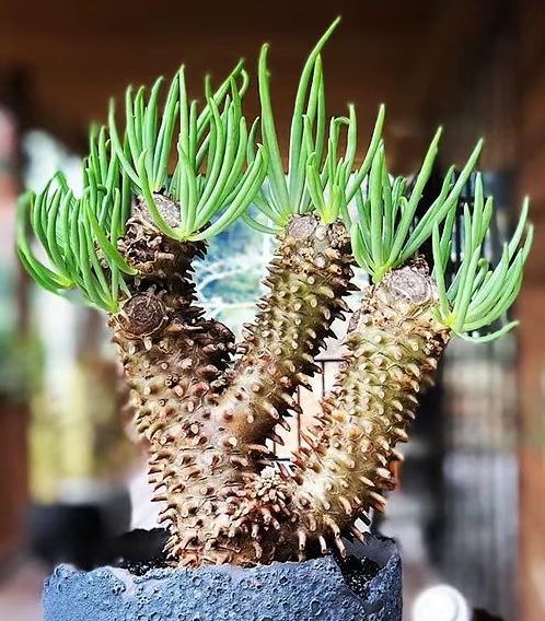 plant Aeonium Echeveria Haworthia  Caudex  Lithops Cactus  Agave 