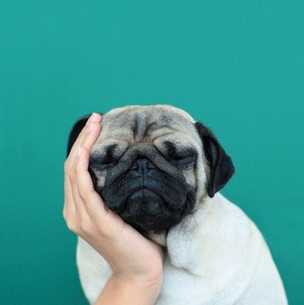 

Tenderness Pug – Paint By Numbers - 40*50CM, 501 Original