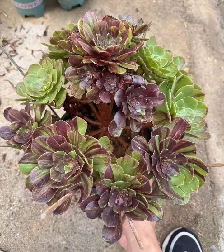 plant Aeonium Echeveria Haworthia  Caudex  Lithops Cactus  Agave 