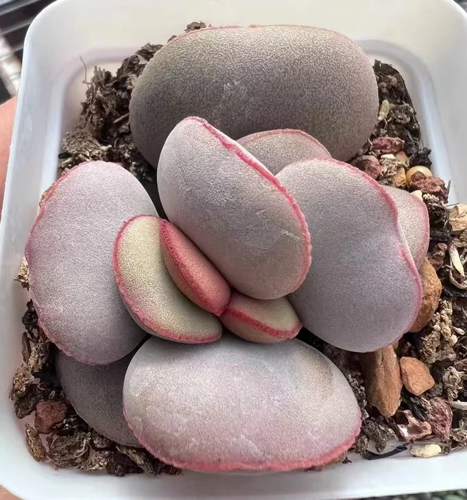 plant Aeonium Echeveria Haworthia  Caudex  Lithops Cactus  Agave 