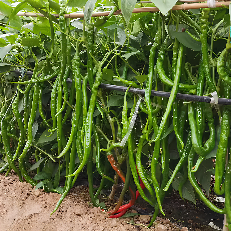 🔥Last Day Promotion 48% OFF-💚-Spicy long pepper vegetable seeds⚡Buy 2 Get Free Shipping