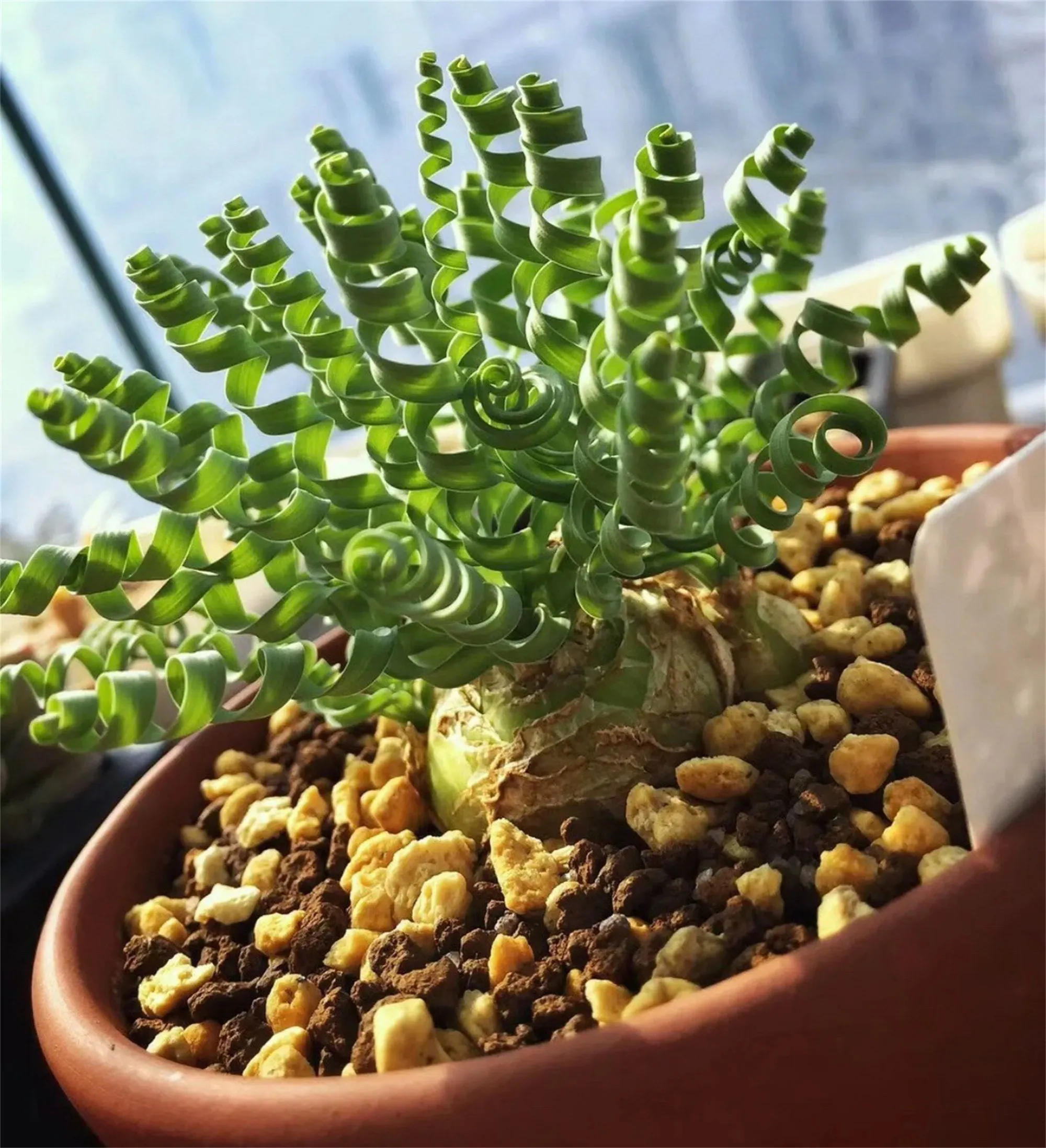Rare Spring Grass Spiral Succulents