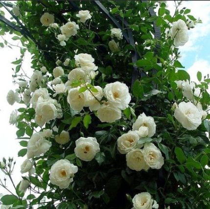 White Climbing Rose 