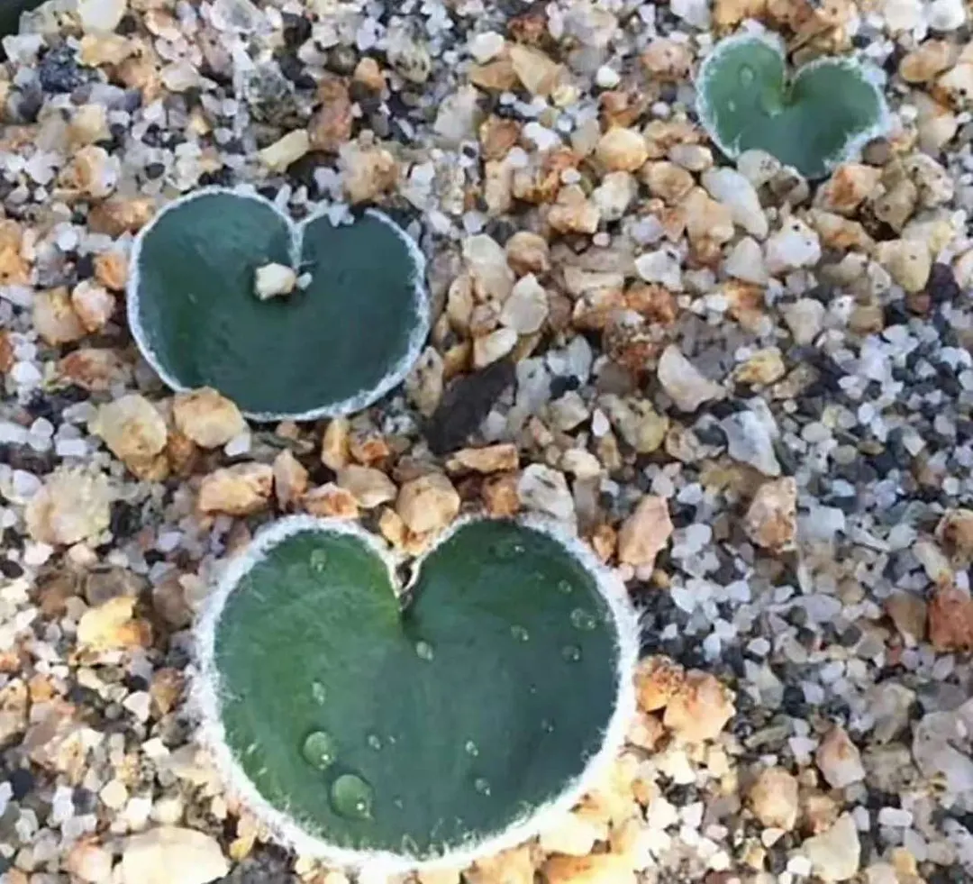plant Aeonium Echeveria Haworthia  Caudex  Lithops Cactus  Agave 