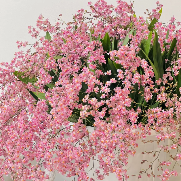 🌸Oncidium - Home Potted Plants - Foliage Plants - Perennial Ornamental Plants