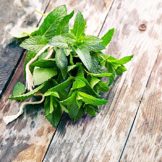 Spearmint Seeds Jonyparkseed®