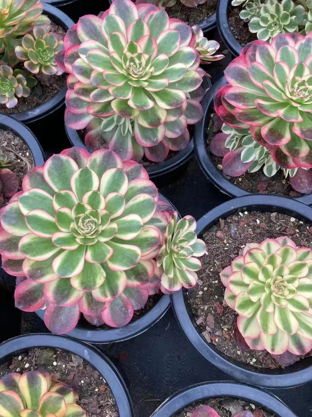 plant Aeonium Echeveria Haworthia  Caudex  Lithops Cactus  Agave 