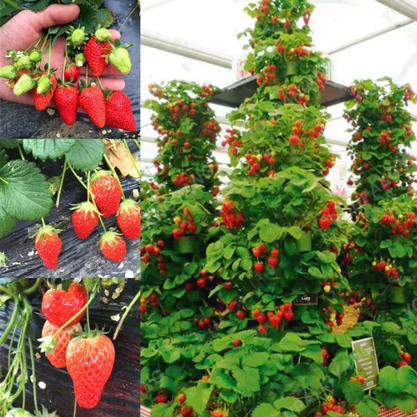 Climbing Strawberry Tree Seeds Jonyparkseed®