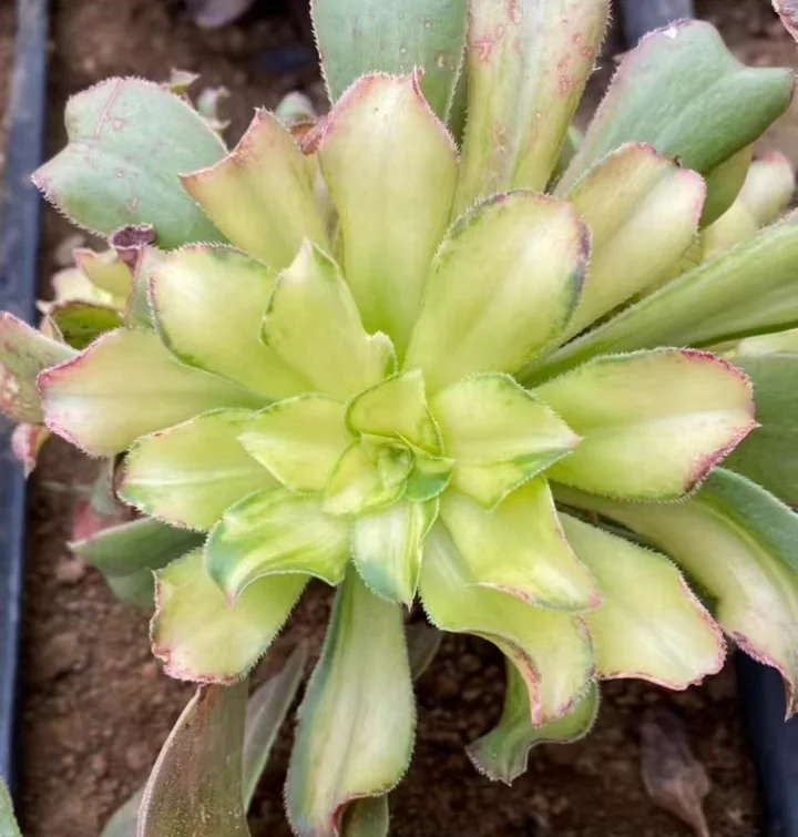 plant Aeonium Echeveria Haworthia  Caudex  Lithops Cactus  Agave 