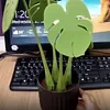 Monstera coaster creative table decoration simulation plant potted magnetic insulation pad tree leaf anti-scalding pad